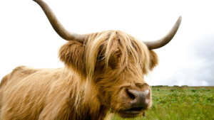 Wildlife / Highland Cow: Always a winner with readers! Loch Katrine