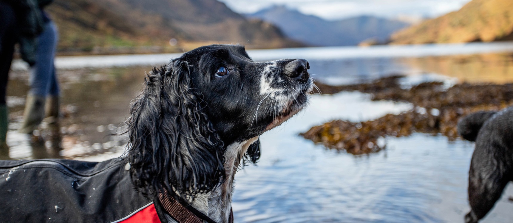 Pet Friendly Getaways Exploring Scotland with Your Furry Friend 3