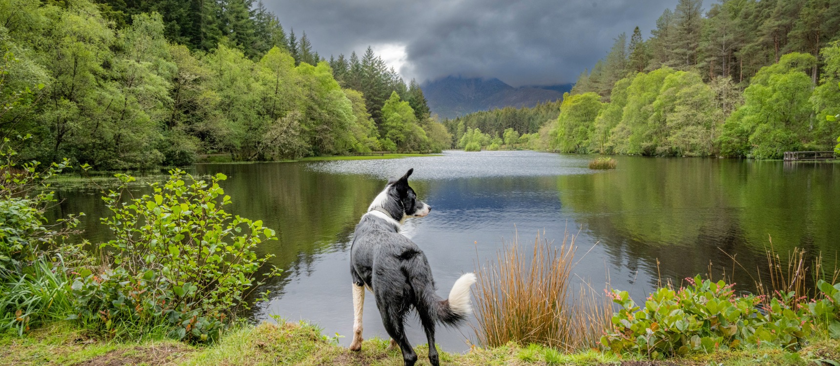 Pet Friendly Getaways Exploring Scotland with Your Furry Friend 4