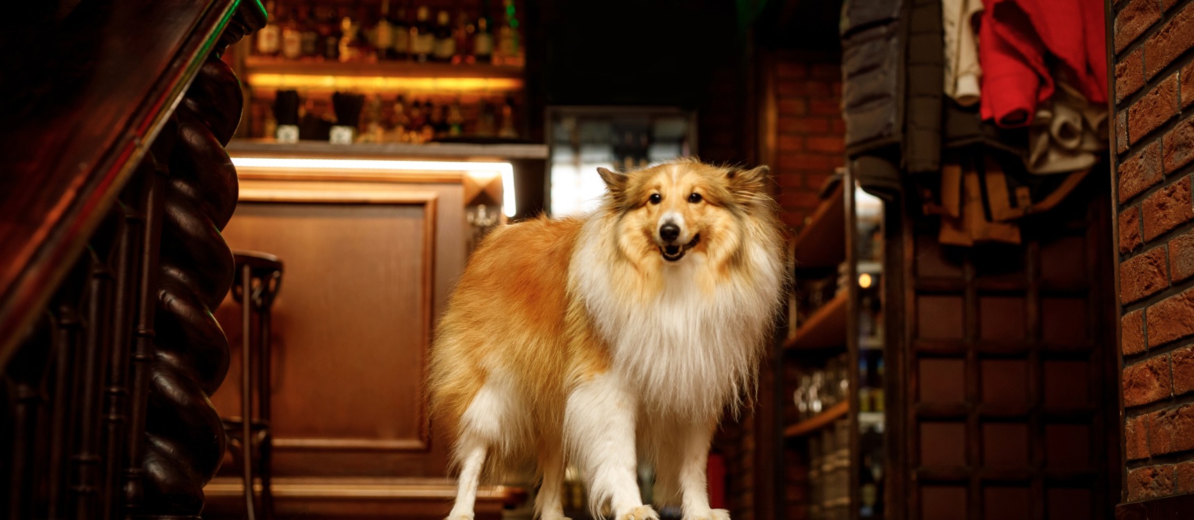 Pet Friendly Getaways Exploring Scotland with Your Furry Friend 5