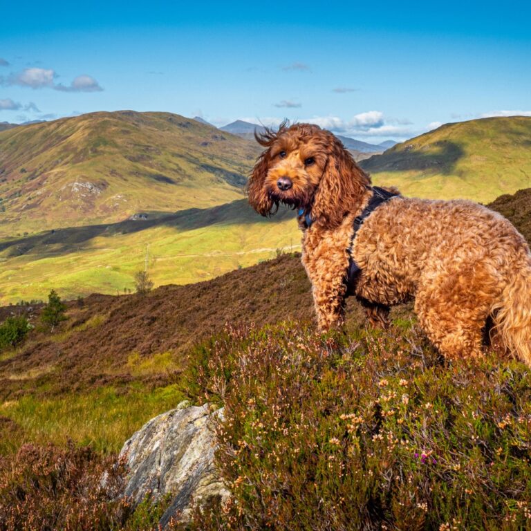 Pet Friendly Getaways Exploring Scotland with Your Furry Friend 9