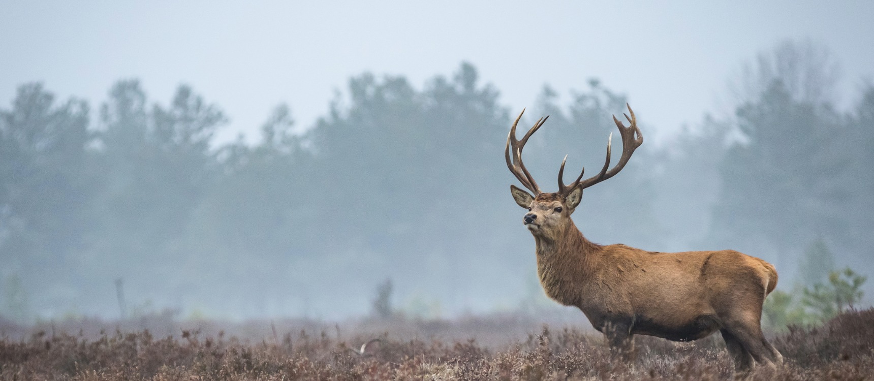 A stag roaring in early-morning fog Loch Katrine