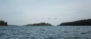 Flocks of geese or whooper swans flying across the loch around Loch Katrine in Autumn