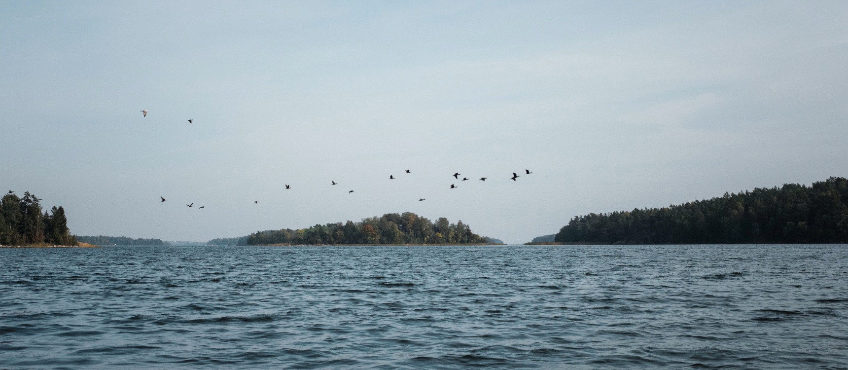Flocks of geese or whooper swans flying across the loch around Loch Katrine in Autumn