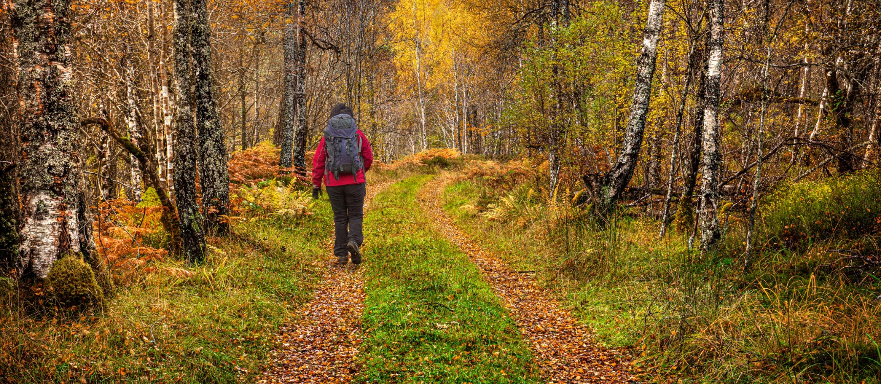 A forest path carpeted with autumn leaves around Loch Katrine