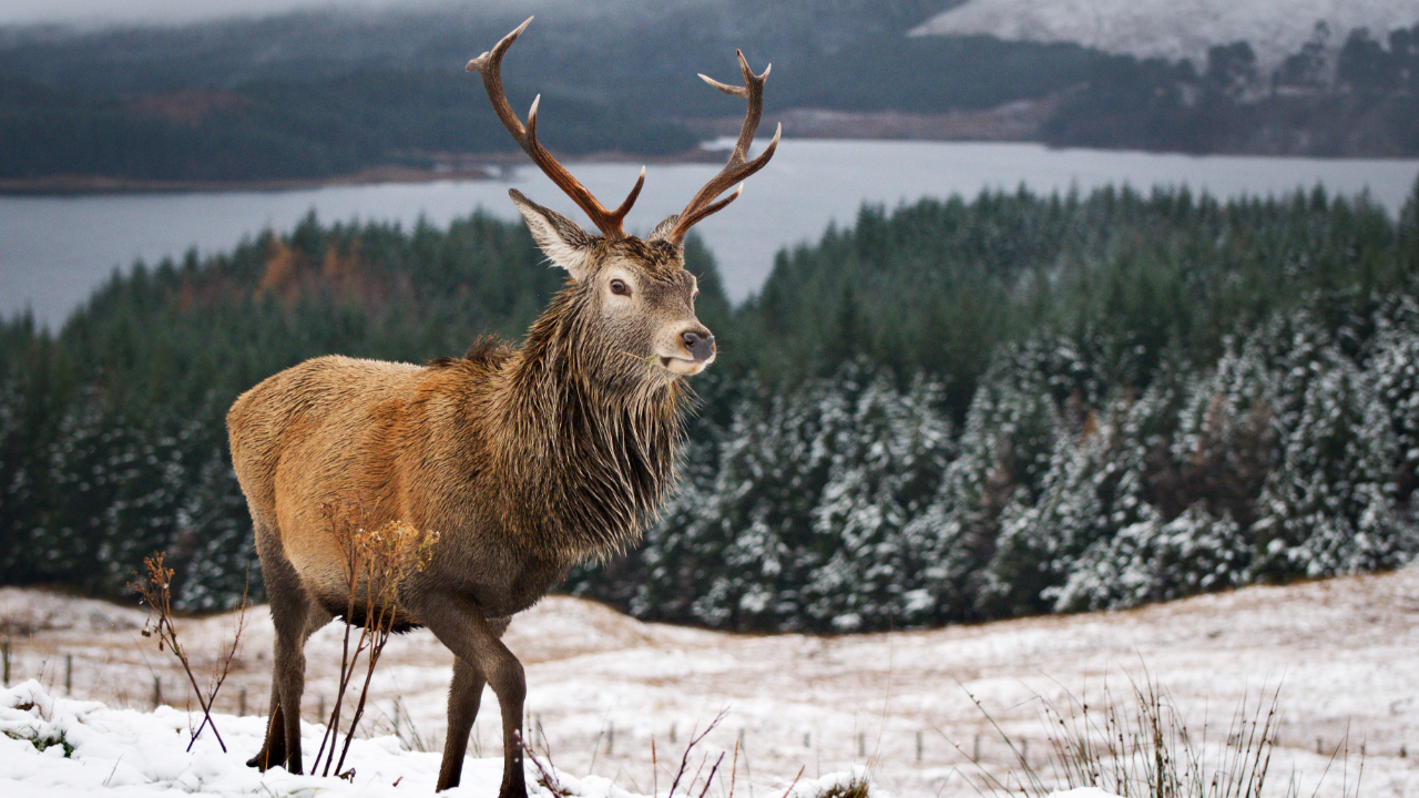 Red deer in the Trossachs during a quiet winter morning.