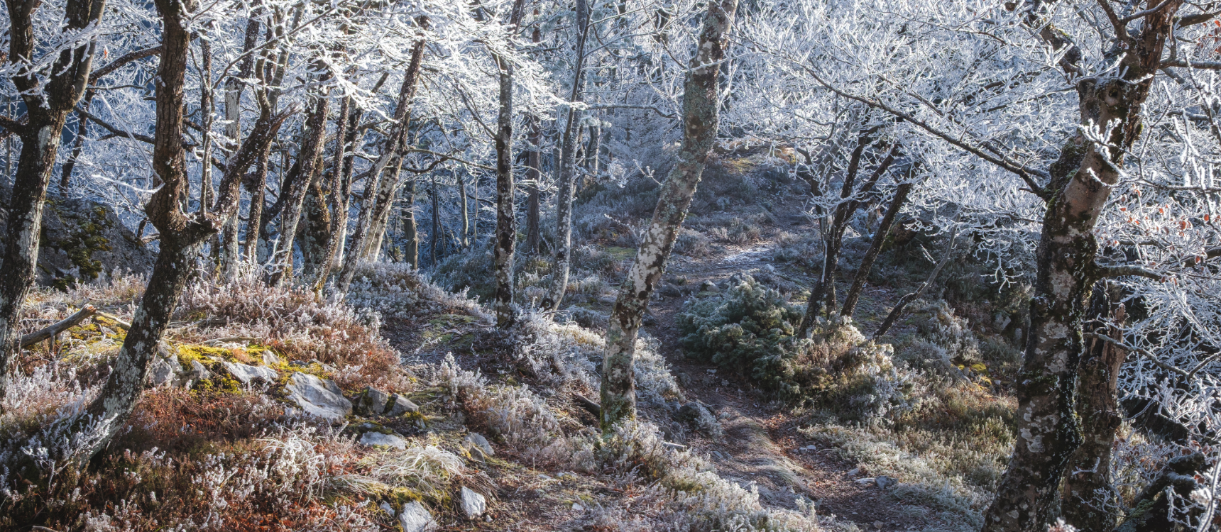Frost-covered walking trail near Old Smiddy Cottage in winter