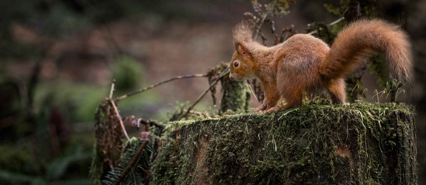 Red Squirrel near Old Smiddy Cottage, Loch Katrine, Trossachs in winter