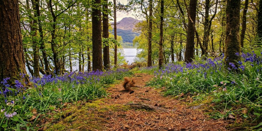 Spring Walks In Loch Katrine woodland trail with bluebells and red squirrel in the Trossachs National Park
