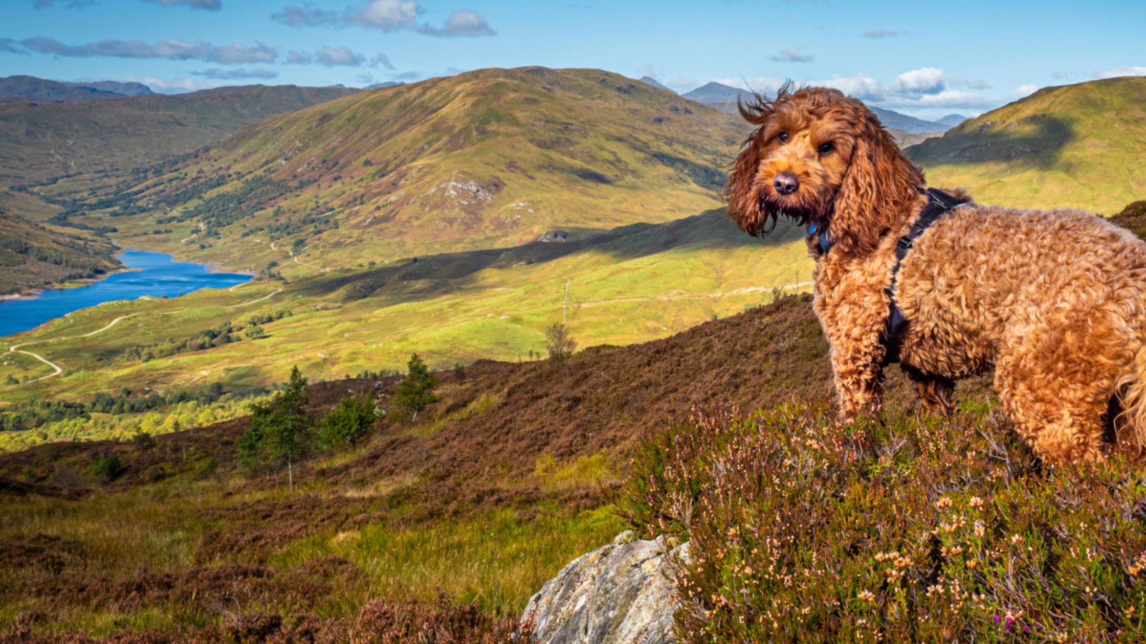 Dog enjoying a hillside walk overlooking Loch Katrine near Old Smiddy dog friendly cottage Loch Lomond area Trossachs